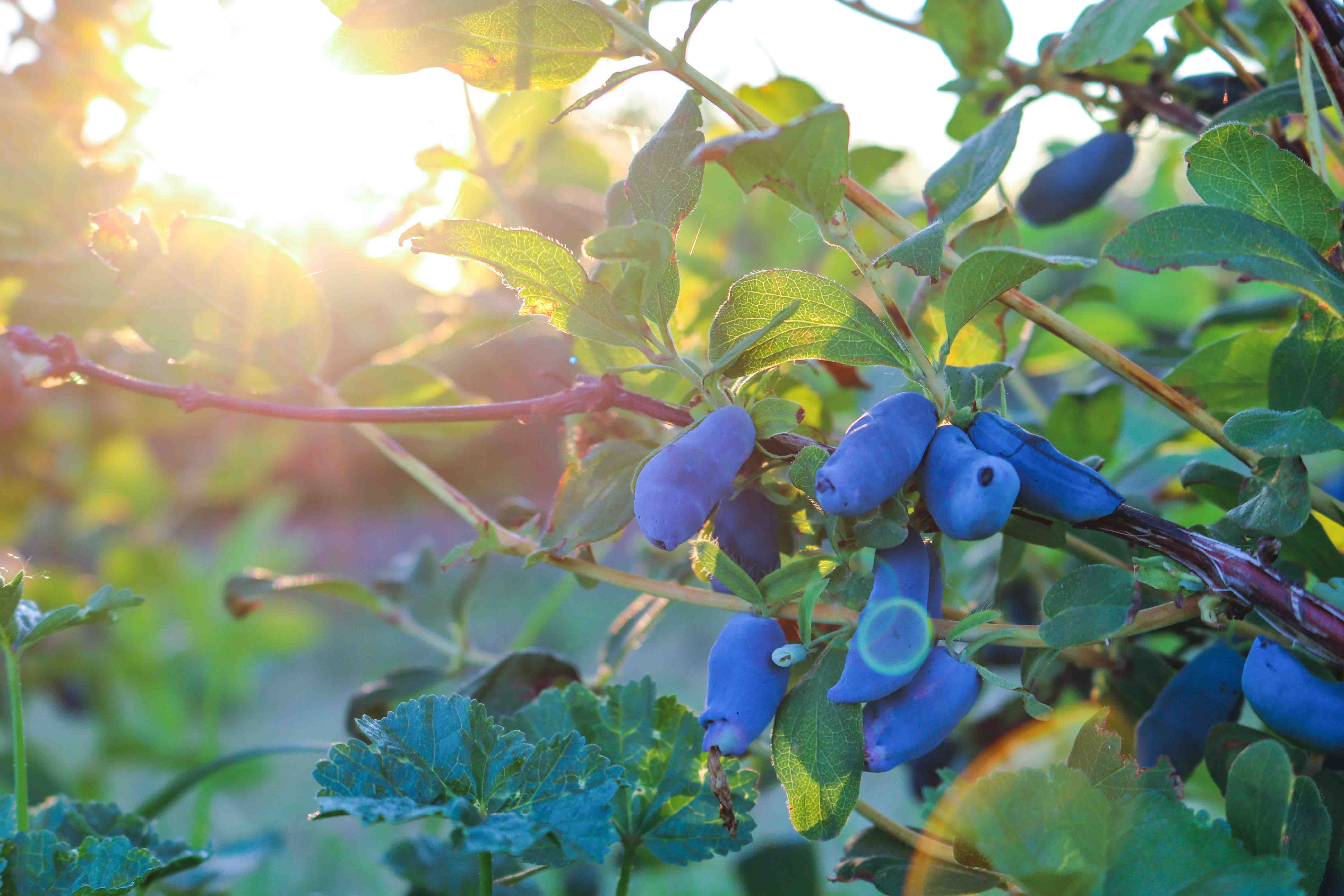 Haskap berries on a bush